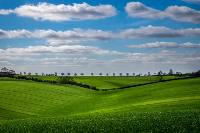 Green fields and boundary hedges near Leafield in England.